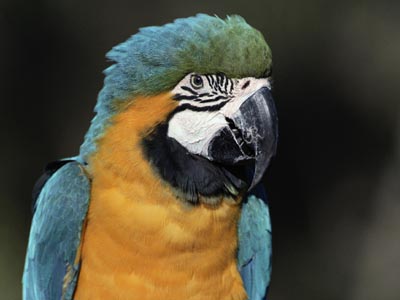 photograph of a macaw